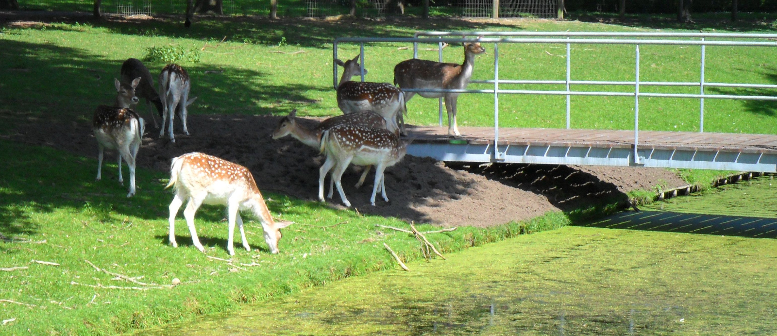 Hertjes