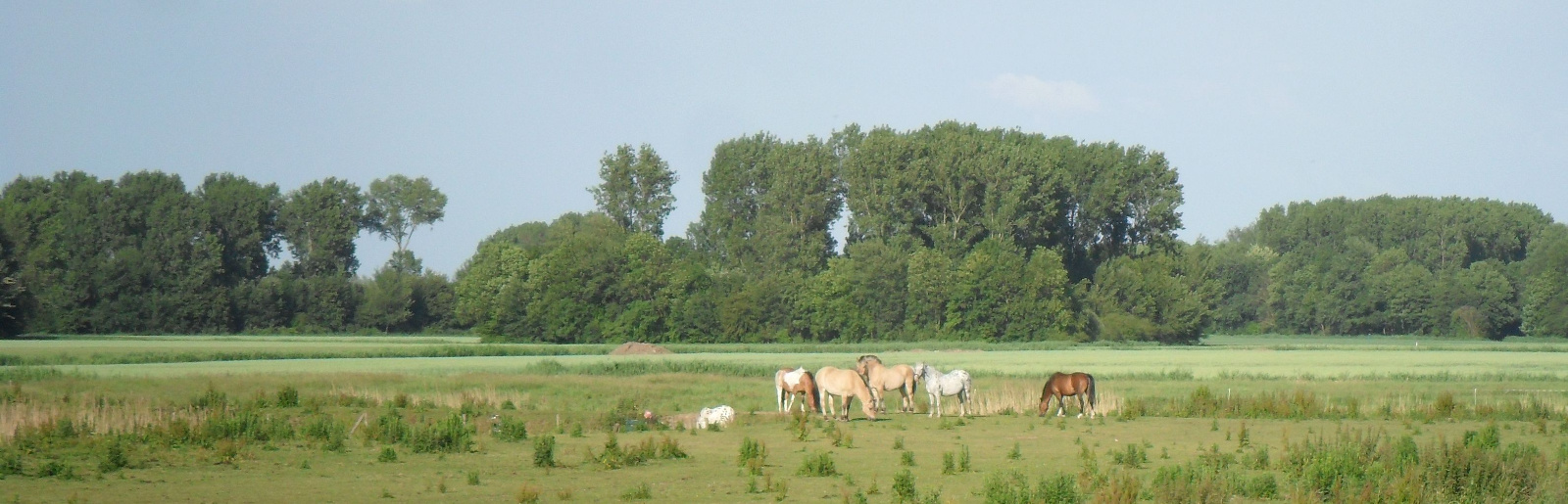 Paarden1