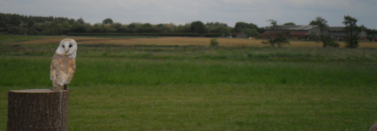 Uiltje