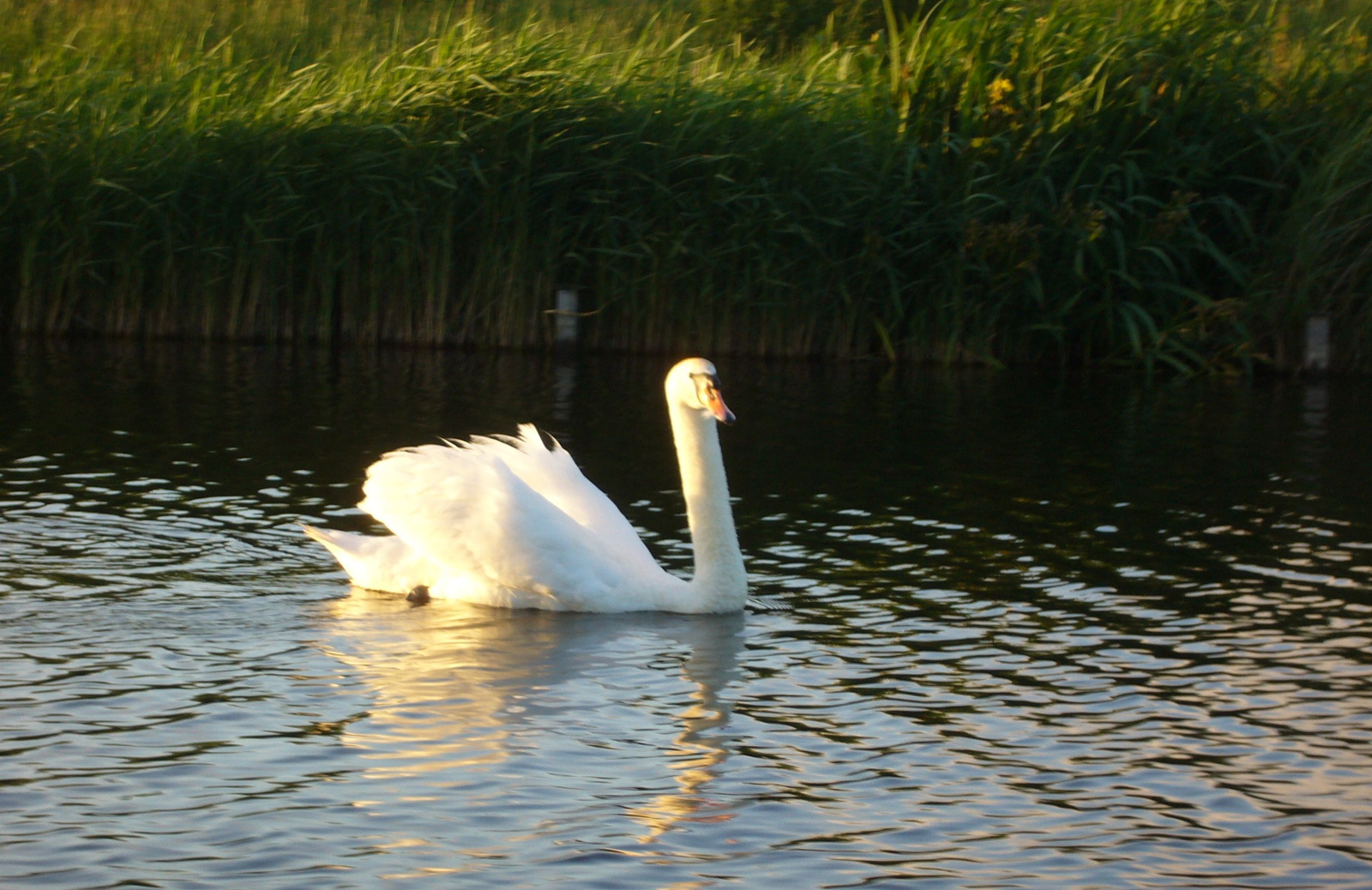 Zwaan