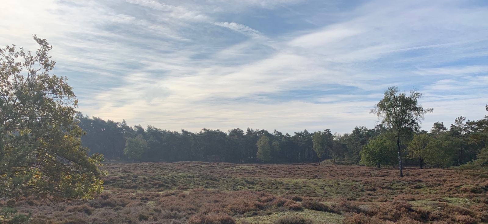 Heide bij Zeist