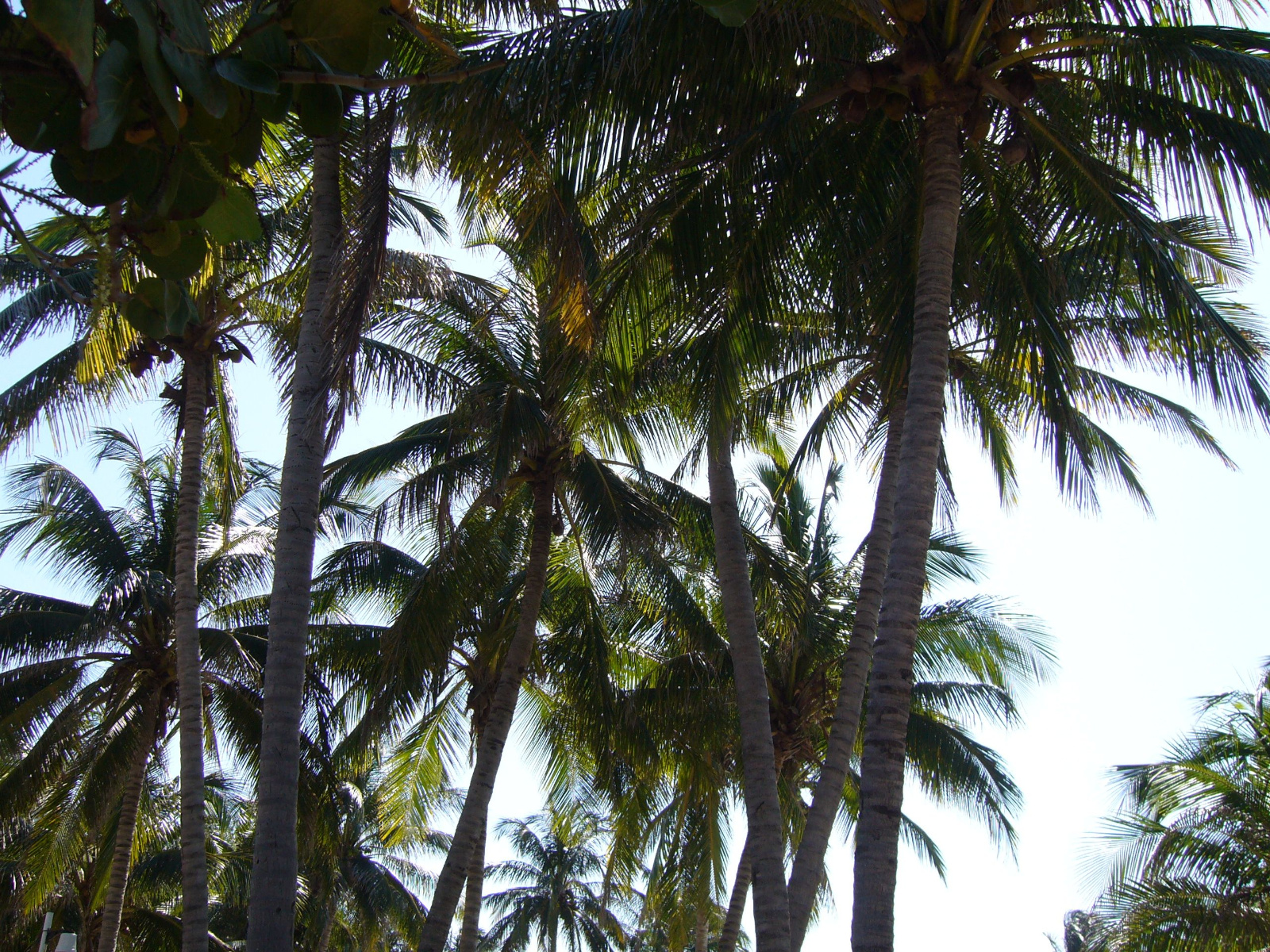 Palmbomen